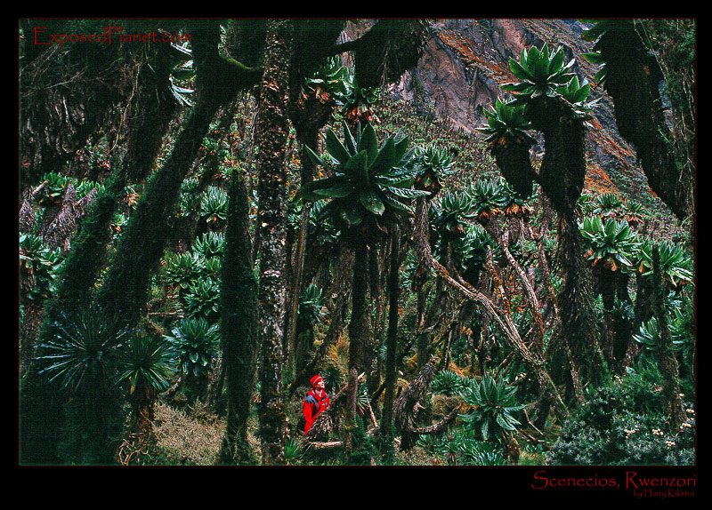 Senecio trees in Rwenzori, Uganda, Africa
