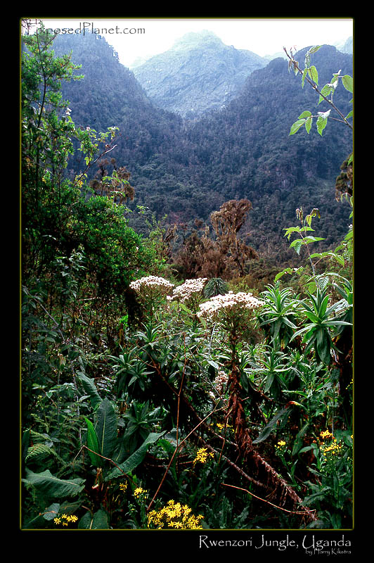 Rwenzori forest in Uganda