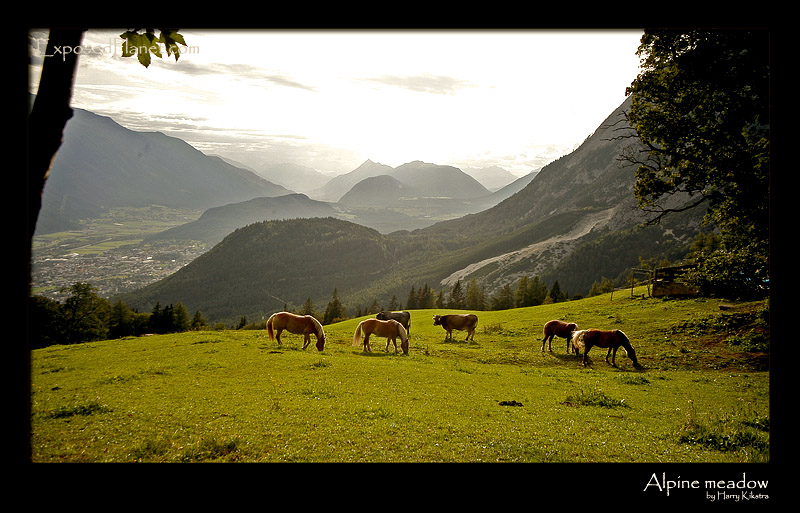 Alpine meadow
