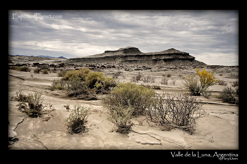 Bushes in Valle de la Luna, Argentina