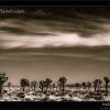 Joshua Tree National Park in Black and White (3)