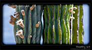 Happy Valentine: blooming cardon cactus in Baja California
