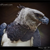 Harpy Eagle, Support the Belize Zoo,