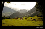 Alpine meadow