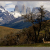 Guanaco and Torres del Paine