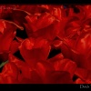 close up of red Tulips in the Netherlands