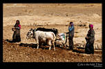 Hardworking Girls in the field, Tibet