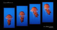 The Jellyfish quarter at the Monterery Aquarium