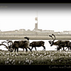 Caribou near Prudhoe Bay, Alaska