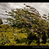 Patagonia: tree growing in the wind