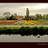 Dutch farm with Tulip fields