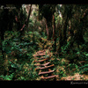 Forest trail in Rwenzori mountains, Uganda