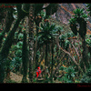 Senecio trees in Rwenzori, Uganda, Africa